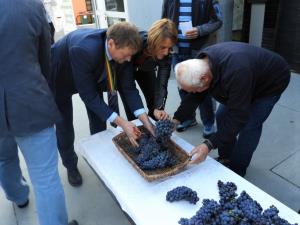 Druga trgatev potomke najstarejše trte na svetu v Šmartnem ob Paki 1